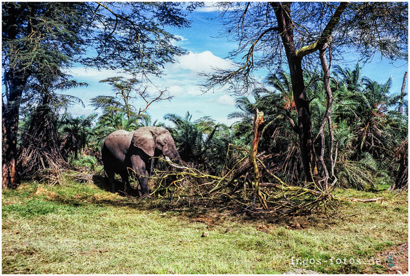 Amboseli National Park, Kenya