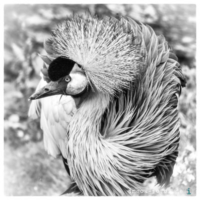Kronenkranich, Royal Burgers' Zoo, Arnheim