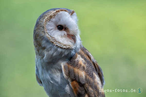 Schleiereule, WildtierPark Kellerwald, Nikon Z6iii + Nikkor Z 180-600 mm f/5.6-6.3 VR, 1/2.500 Sek., f/6.3, ISO 2.200, 370 mm