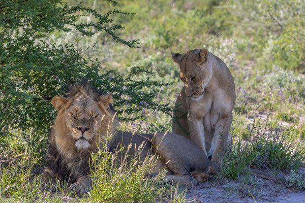 Löwen im Central Kalahari Game Resort