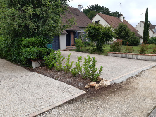 CHESNET ELAGAGE - Plantation d'une haie de Photinias et de Lauriers de Caucase - MEHUN SUR YEVRE (18)