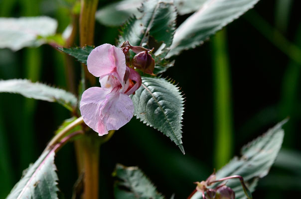 Drüsiges Springkraut oder Bauernorchidee