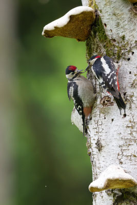 Buntspecht, links Jung-, rechts Altvogel; Alttier füttert Jungtier
