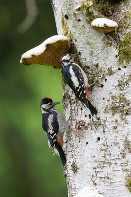 Buntspecht, links Jung-, rechts Altvogel