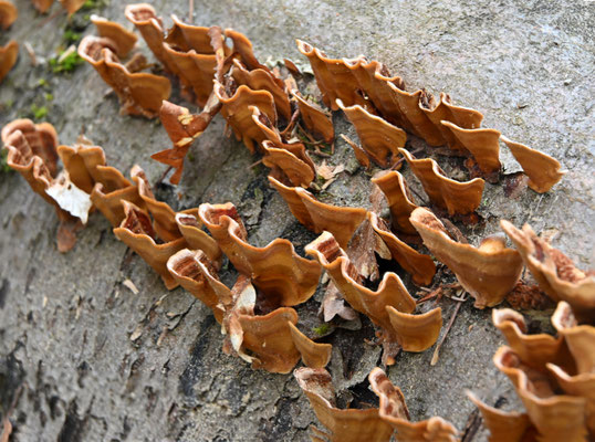 Striegeliger Schichtpilz