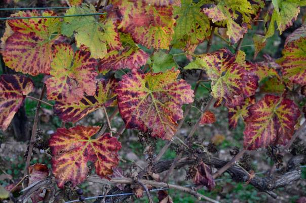 Wein