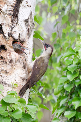 Jungvogel ist nicht zufrieden mit Papa Grünspecht 