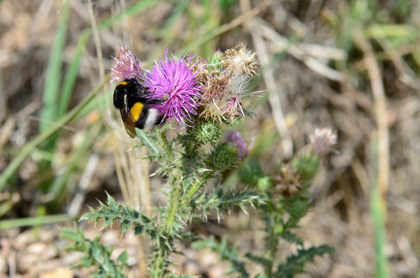 Erdhummel an Gewöhnlicher Kratzdistel