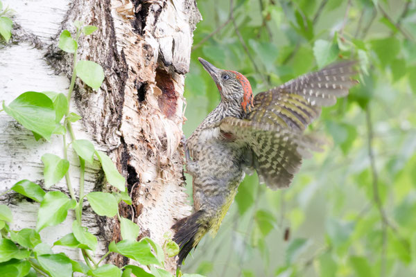Jungvogel 2 verlässt Grünspecht-Bruthöhle