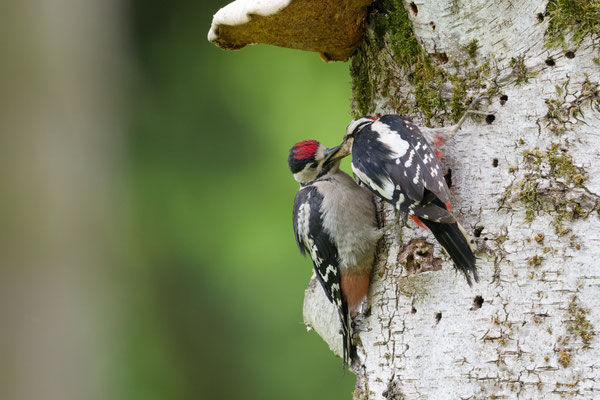 Buntspecht, links Jung-, rechts Altvogel