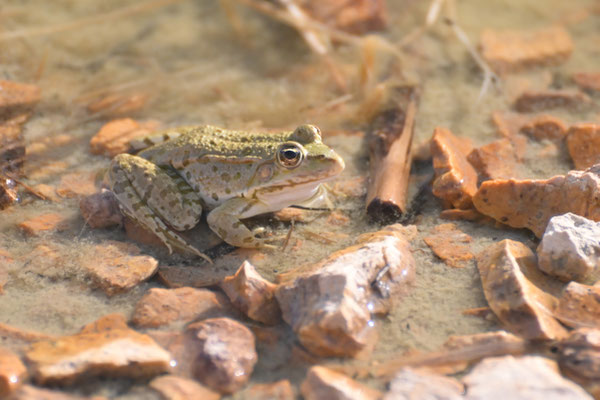 Iberischer Wasserfrosch (Udo Baumfalk)