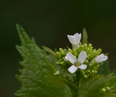 Knoblauch-Rauke