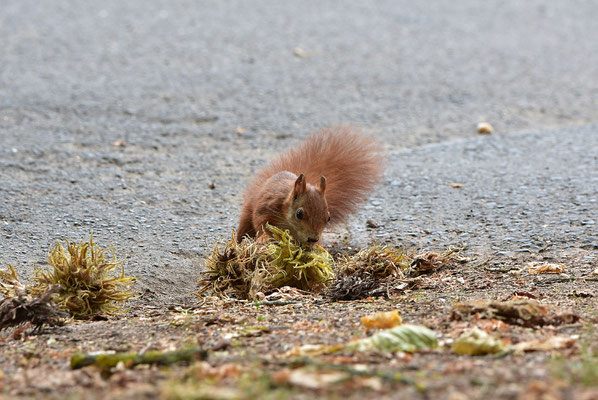 Eichörnchen