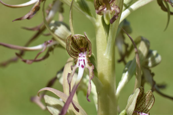 Mitte Mai 2023: Blick in die wirklich schöne Blüte. Im Hintergrund die grün-violetten inneren Blütenblätter, vorne die mit feinen Härchen besetzte weiß-lila Zunge.