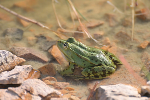 Wasserfrosch (Udo Baumfalk)