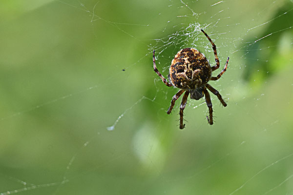 Gartenkreuzspinne, adult (Udo Baumfalk)