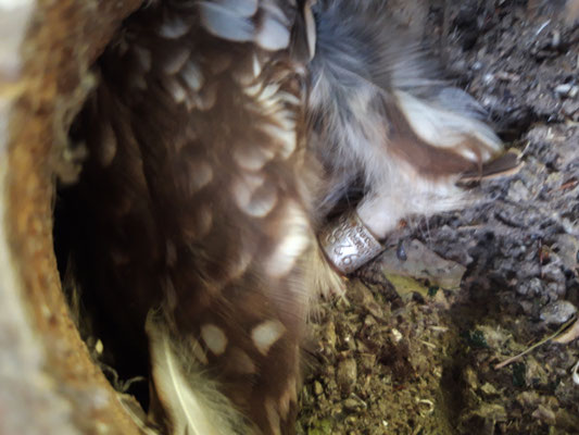 Beringter Altvogel (Joscha Erbes)