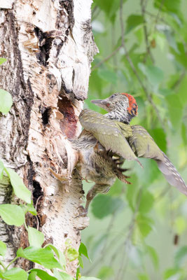 Jungvogel 7 (!) verlässt Grünspecht-Bruthöhle