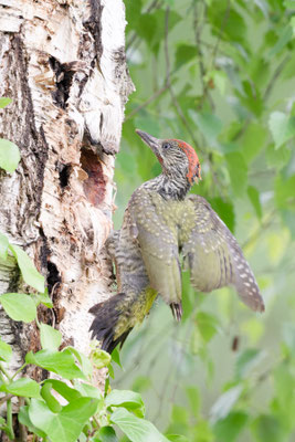 Jungvogel 4 verlässt Grünspecht-Bruthöhle