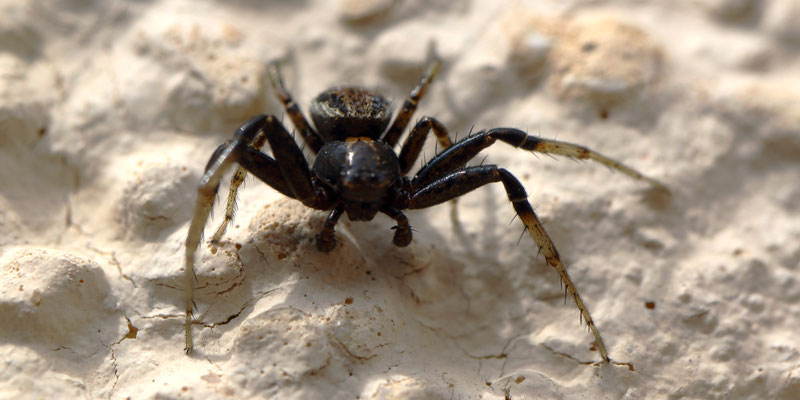 Braune Krabbenspinne (Karl-Heinz Oberthier)