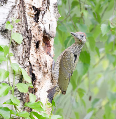 Jungvogel 1 verlässt Grünspecht-Bruthöhle