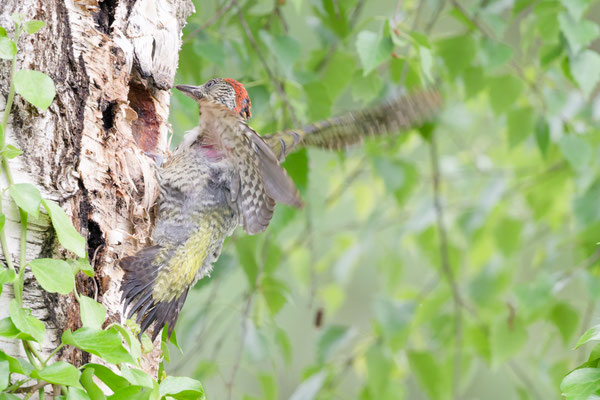 Jungvogel 5 verlässt Grünspecht-Bruthöhle