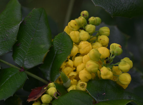 Gewöhnliche Mahonie