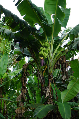 Bananeenplantage