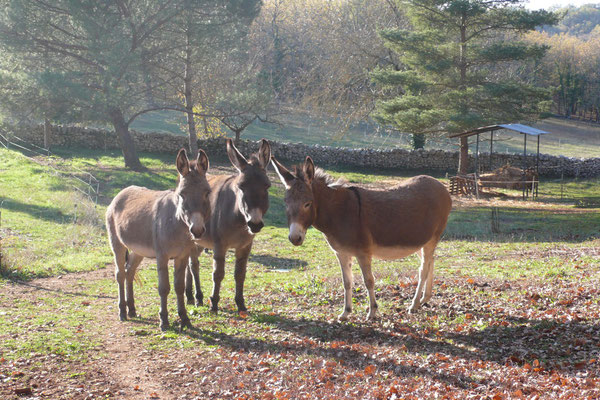 Pimprenelle, Myrtille et Caline...