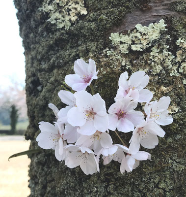 桜は今年も綺麗