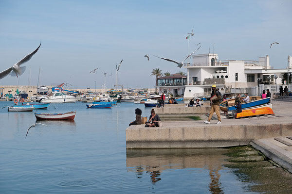 Möwen am Hafen von Bari