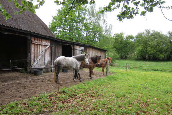 Für die Pferde stehen Paddocks und Weiden zur Verfügung.