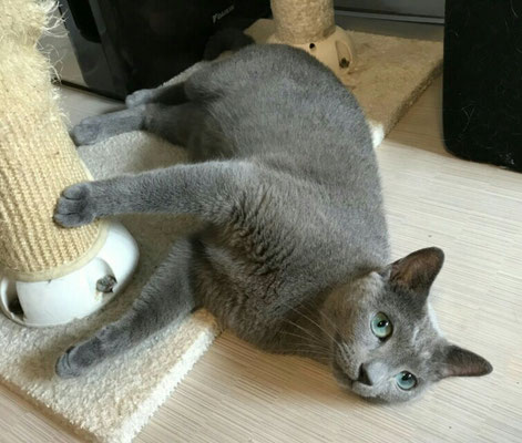 NO1113 ロシアンブルーのレオ君 - むさしの地域猫の会
