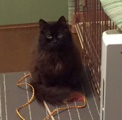 No649 まだまだこわがりな黒長毛のウーシャ むさしの地域猫の会