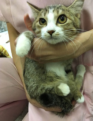 No974 可愛いキジ白の女の子 むさしの地域猫の会 No974 可愛いキジ白の女の子 むさしの地域猫の会