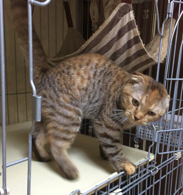 垂れ耳ネコちゃん オーダー品