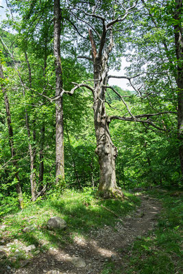 bei Remagliasco