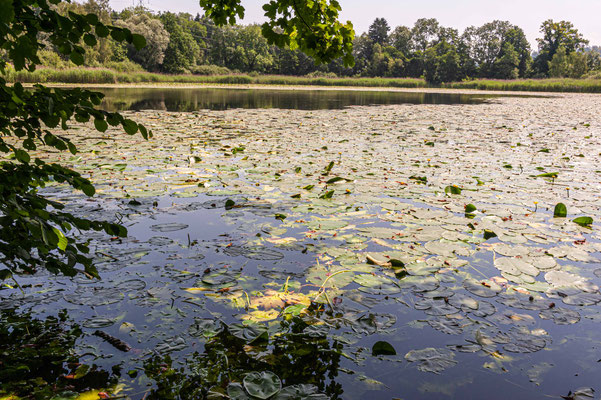 Heurütiweiher