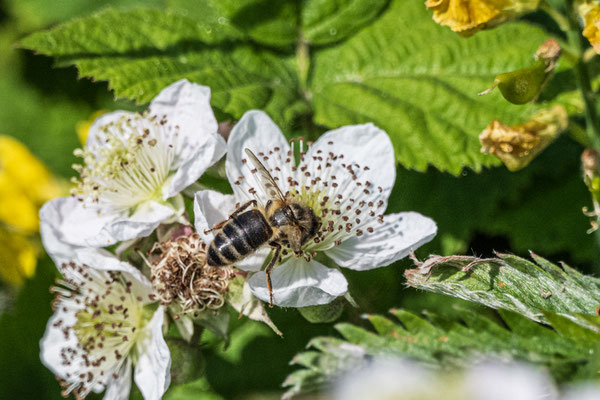 Dunkle Biene Colonsay (geschützt)