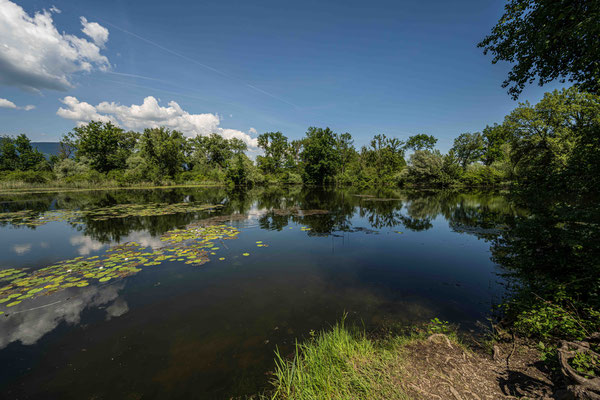 Büren an der Aare, Alte Aare