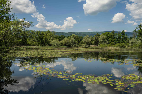 Büren an der Aare, Alte Aare