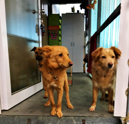 Banji, unser neuer Pflegehund