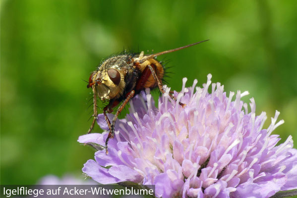 Igelfliege auf Acker-Witwenblume
