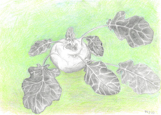 Kohlrabi