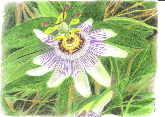 Passionsblume Passiflora
