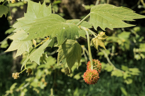 Fleurs et fruits , "akènes"