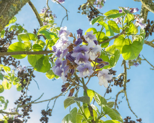 Branches, fleurs, feuilles