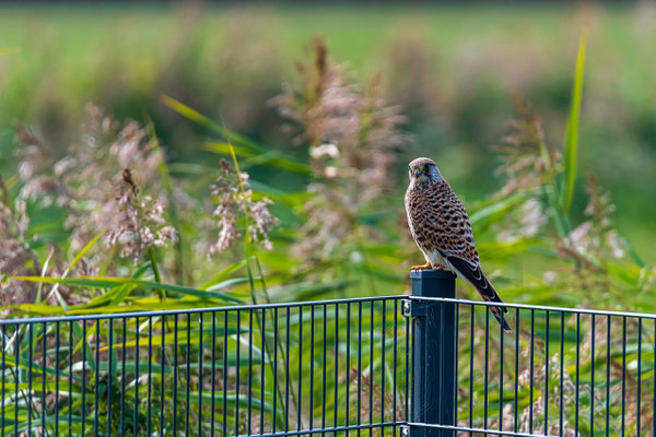 Turmfalke