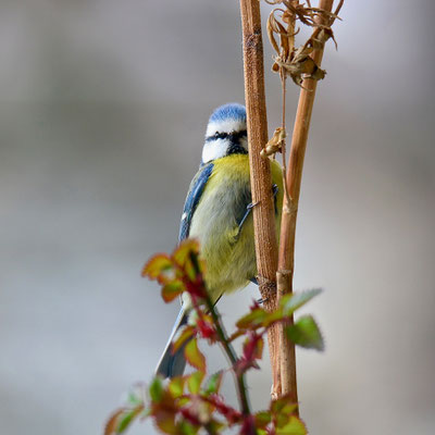 Blaumeise
