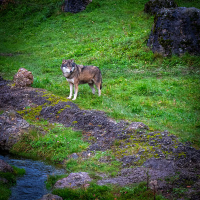 Wolf in Arth-Goldau